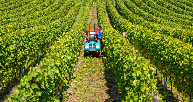 Weingut Van Volxem