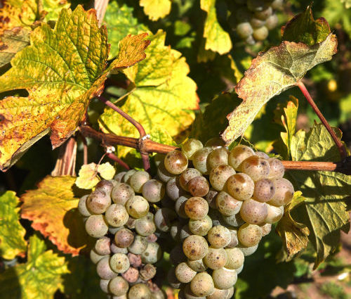 Weingut Van Volxem