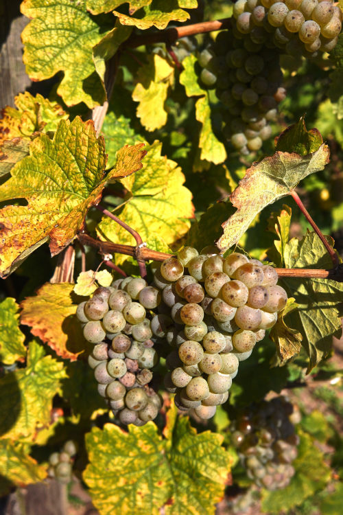 Weingut Van Volxem Weingut Van Volxem