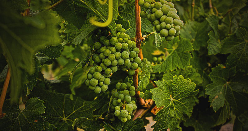 Weingut Van Volxem