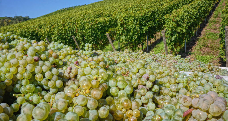 Weingut Van Volxem