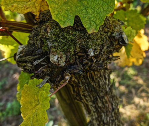 Weingut Van Volxem