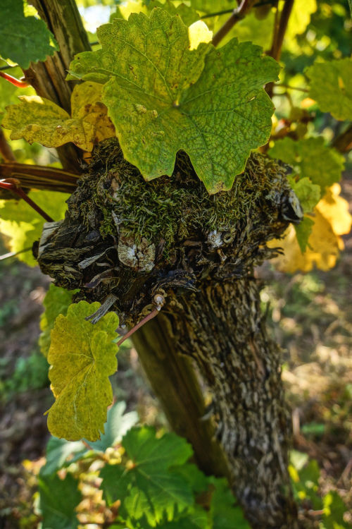Weingut Van Volxem