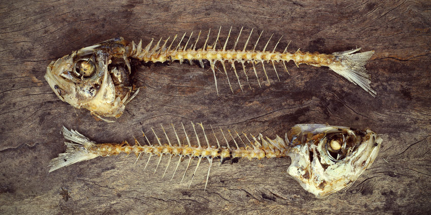 Gills to fin - alles vom Fisch
