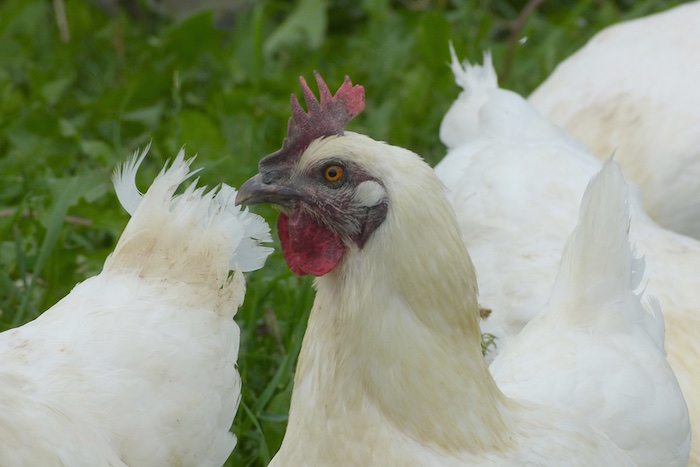 Nachhaltige Zucht, nachhaltiger Geschmack - Huhn aus Deutschland