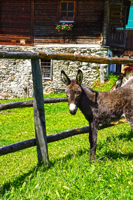 Mandelberggut Dachstein Mandelberggut Dachstein