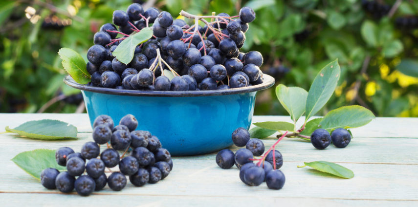 ARONIA. Kochen mit Superfood! ARONIA. Kochen mit Superfood!