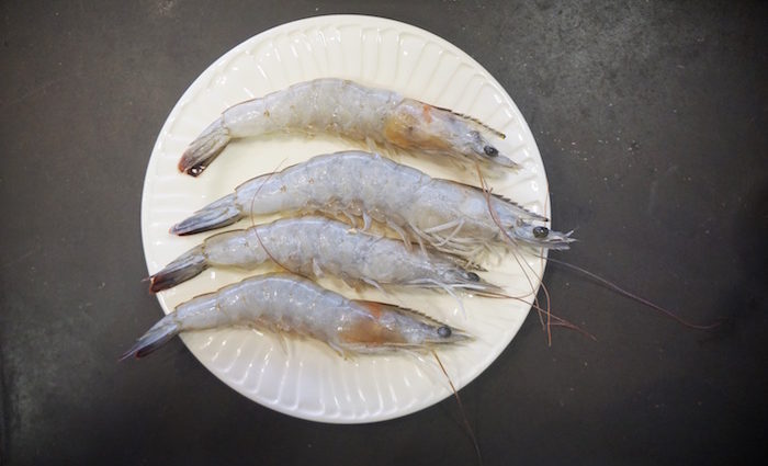 Good Gamba von Crusta Nova Good Gamba von Crusta Nova