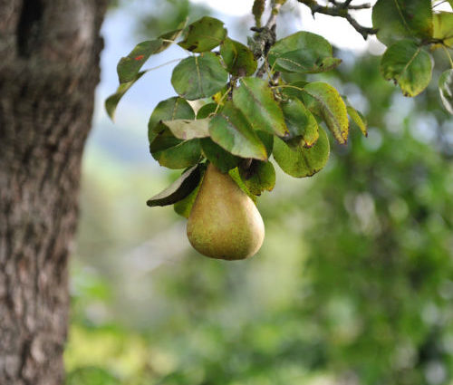 Rauchkuchl - Birnbaum im Garten