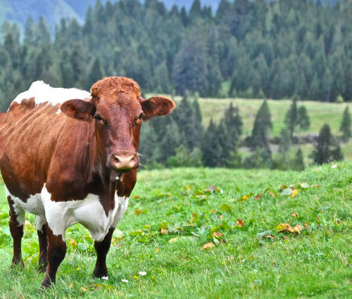 Rauchkuchl - Alm Kuh
