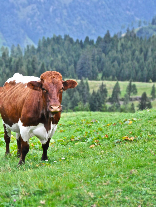 Rauchkuchl - Alm Kuh Rauchkuchl - Alm Kuh