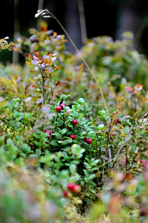 Wilde Preiselbeeren Wilde Preiselbeeren