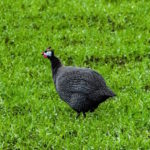 Perlhuhn auf zwei Arten. Rezept Alfred von Escher