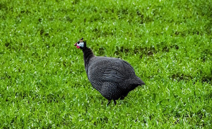 Perlhuhn auf zwei Arten. Rezept Alfred von Escher