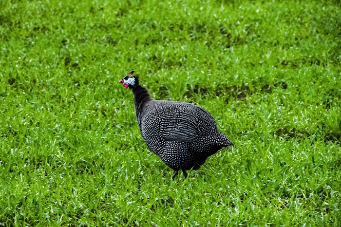 Perlhuhn auf zwei Arten. Rezept Alfred von Escher