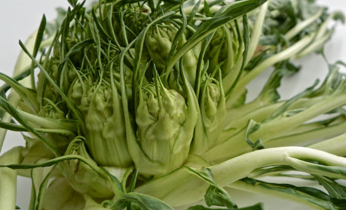 Puntarelle - zwischen Artischocke und Chicorée