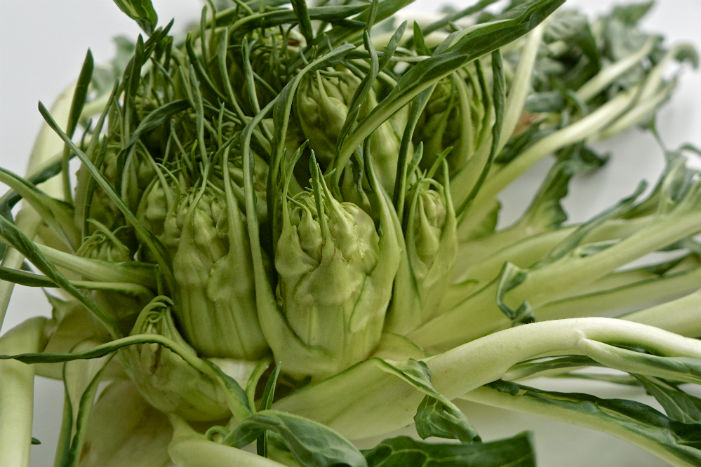 Puntarelle - zwischen Artischocke und Chicorée