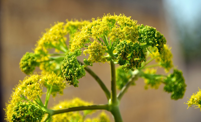 Sexy Fenchel! Mit Blutorangen und schwarzen Oliven