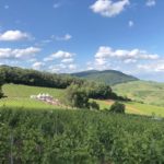 Weinfeste in der Pfalz 2023