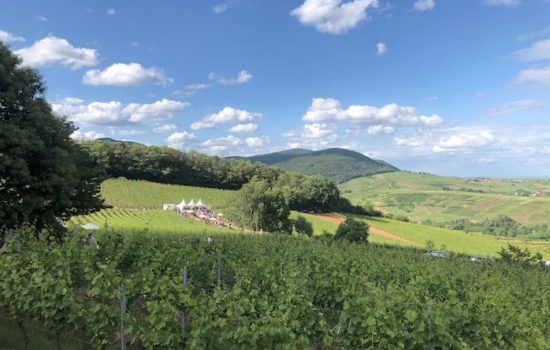 Weinfeste in der Pfalz 2022