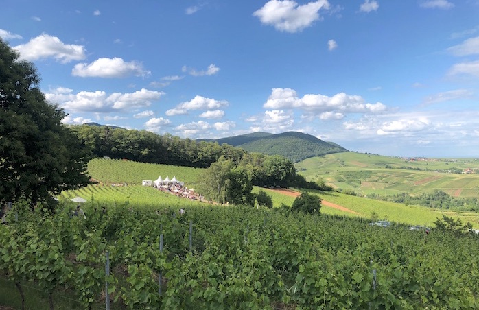 Weinfeste in der Pfalz 2023