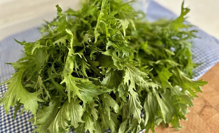 Mizuna - der japanische Rucola Mizuna - der japanische Rucola