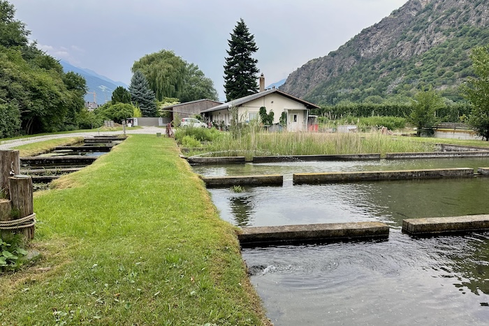Das Fischparadies am Ende der Straße: Forellenräucherei Blaas